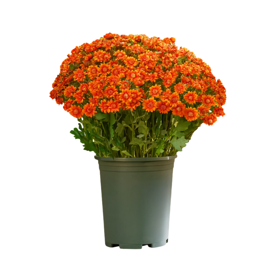 ⚡Last Day 70% OFF🌼Welcome autumn- Artificial Outdoor Sunset Mums Flowers - UV resistant, Waterproof, Windproof