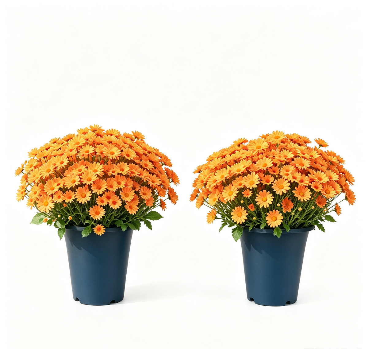 ⚡Last Day 70% OFF🌼Welcome autumn- Artificial Outdoor Sunset Mums Flowers - UV resistant, Waterproof, Windproof