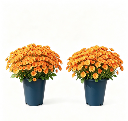 ⚡Last Day 70% OFF🌼Welcome autumn- Artificial Outdoor Sunset Mums Flowers - UV resistant, Waterproof, Windproof
