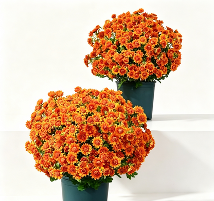 ⚡Last Day 70% OFF🌼Welcome autumn- Artificial Outdoor Sunset Mums Flowers - UV resistant, Waterproof, Windproof