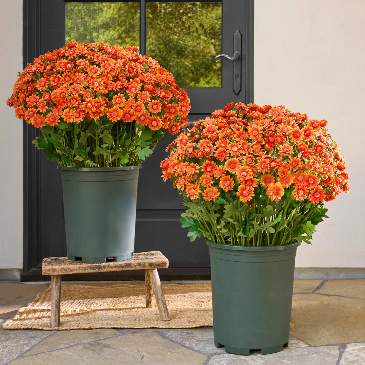 ⚡Last Day 70% OFF🌼Welcome autumn- Artificial Outdoor Sunset Mums Flowers - UV resistant, Waterproof, Windproof