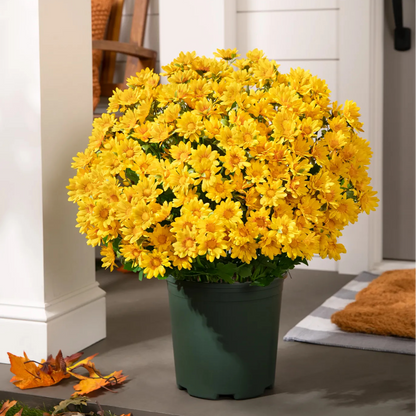 ⚡Last Day 70% OFF🌼Welcome autumn- Artificial Outdoor Sunset Mums Flowers - UV resistant, Waterproof, Windproof