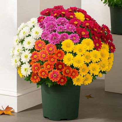 ⚡Last Day 70% OFF🌼Welcome autumn- Artificial Outdoor Sunset Mums Flowers - UV resistant, Waterproof, Windproof