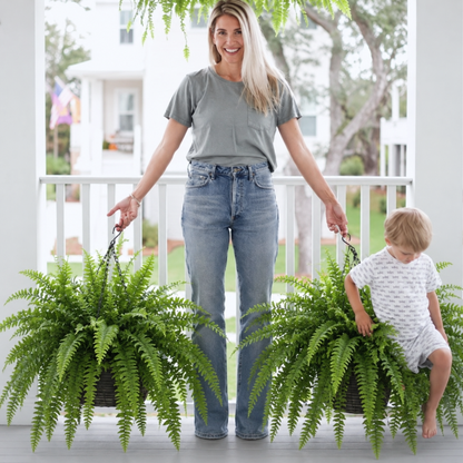 🔥Each $9.99 On Sale Only Today💛Glowing Boston Ferns with Lights – 🌿 Zero Watering, Zero Maintenance