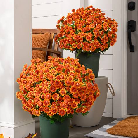 ⚡Last Day 70% OFF🌼Welcome autumn- Artificial Outdoor Sunset Mums Flowers - UV resistant, Waterproof, Windproof
