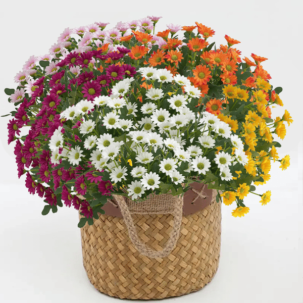 ⚡Last Day 70% OFF🌼Welcome autumn- Artificial Outdoor Sunset Mums Flowers - UV resistant, Waterproof, Windproof