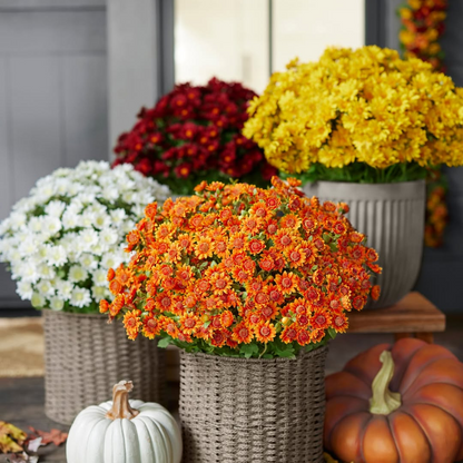⚡Last Day 70% OFF🌼Welcome autumn- Artificial Outdoor Sunset Mums Flowers - UV resistant, Waterproof, Windproof