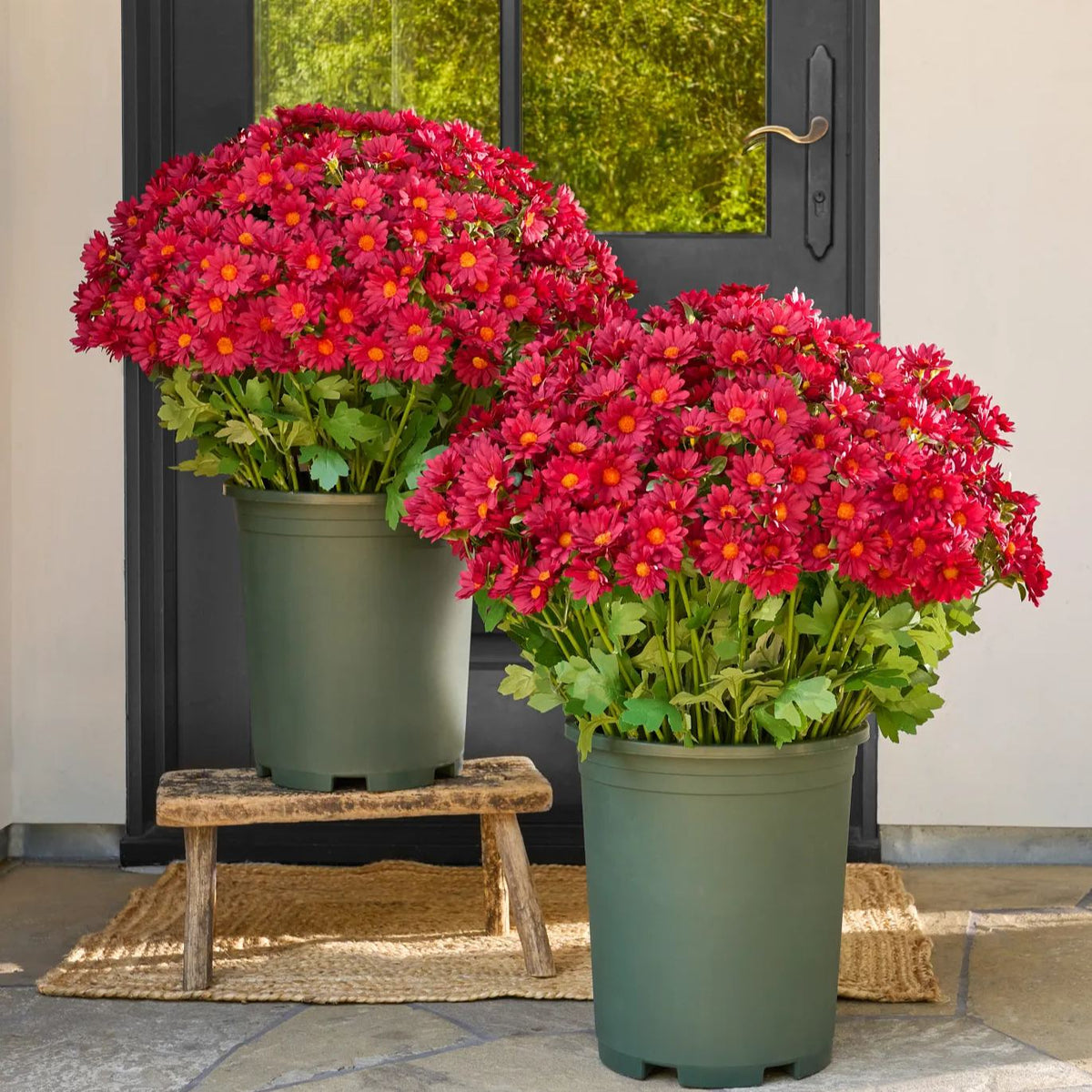 ⚡Last Day 70% OFF🌼Welcome autumn- Artificial Outdoor Sunset Mums Flowers - UV resistant, Waterproof, Windproof