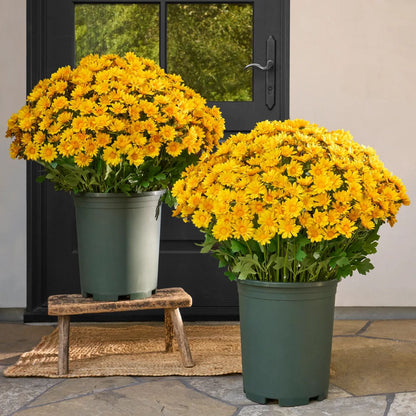 ⚡Last Day 70% OFF🌼Welcome autumn- Artificial Outdoor Sunset Mums Flowers - UV resistant, Waterproof, Windproof