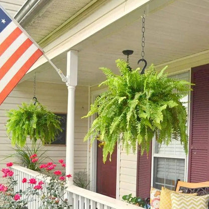 🔥Each $9.99 On Sale Only Today💛Glowing Boston Ferns with Lights – 🌿 Zero Watering, Zero Maintenance